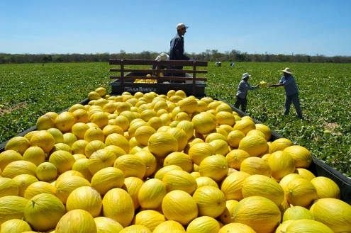 Ceará inicia em outubro  embarque de melão para China