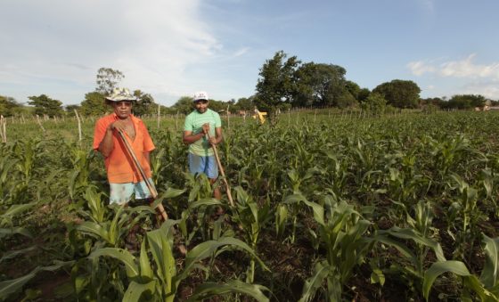 Safra de grãos em setembro cresceu 42,48% no Ceará