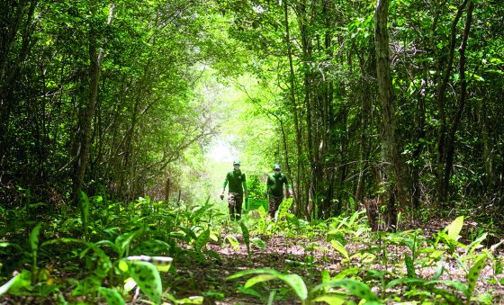 Projeto promove plantio de 5.000 mudas na Reserva Natural Serra das Almas